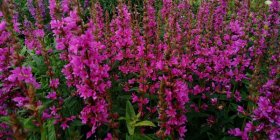 Lythrum salicaria ´Zigeunerblut´ Дербенник иволистный